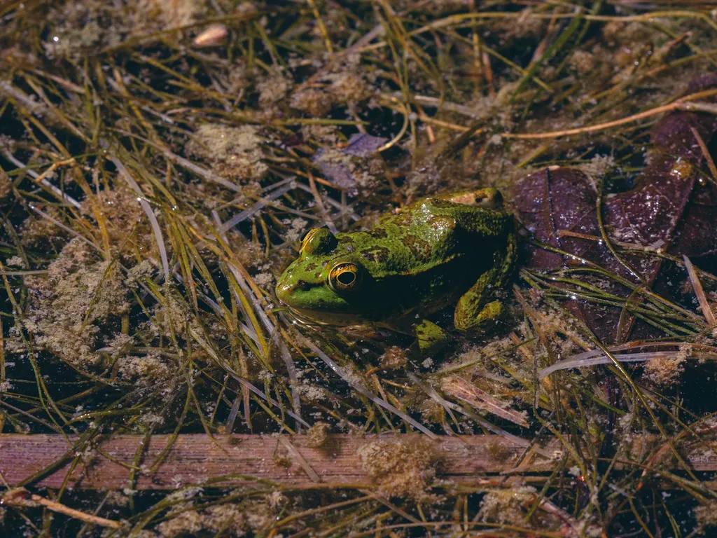 comportements-de-perturbation-sonore